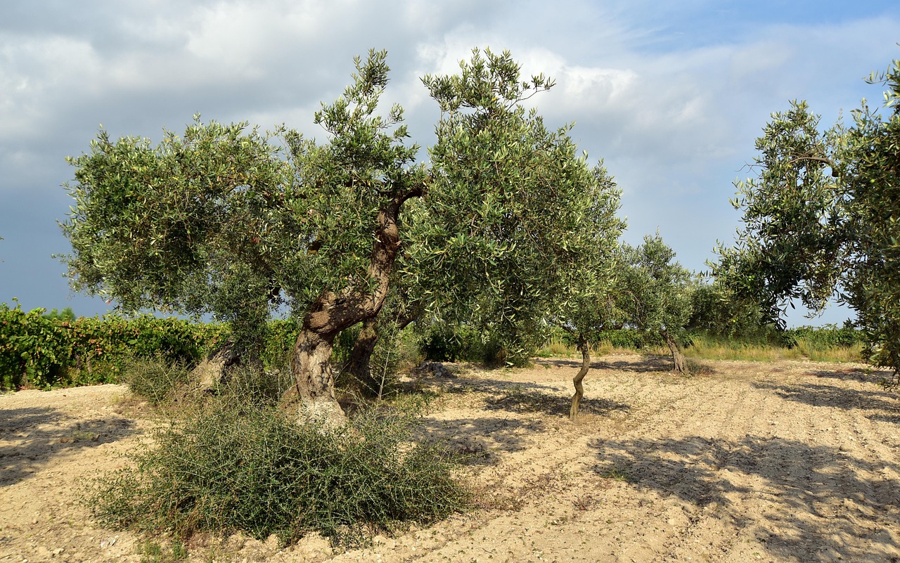 Olivo coperto con tessuto non tessuto in un campo lombardo, simbolo di resistenza e coltivazione sostenibile.