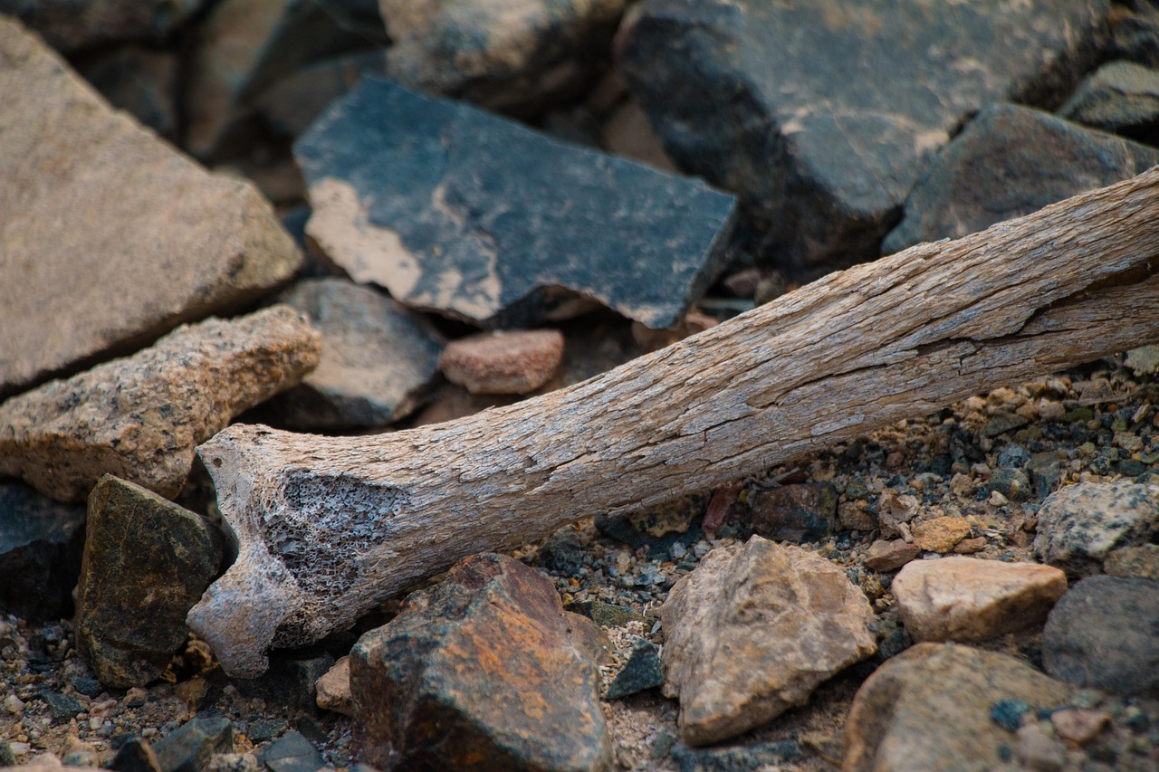 Immagine di un minerale essenziale per combattere l'osteoporosi, con pillole e alimenti ricchi di calcio.