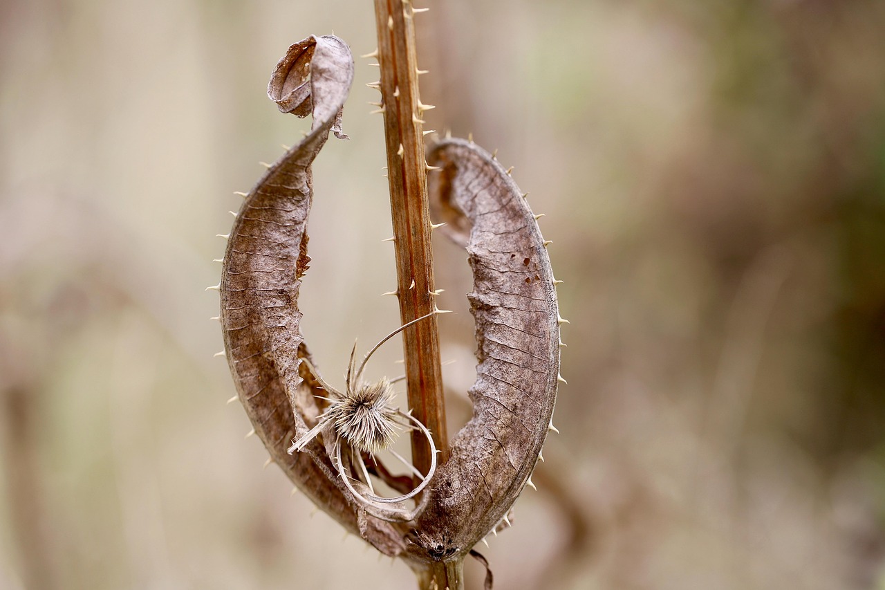 Piante carnivore appassite, pronte a risvegliarsi in primavera, evidenziando il loro ciclo naturale.