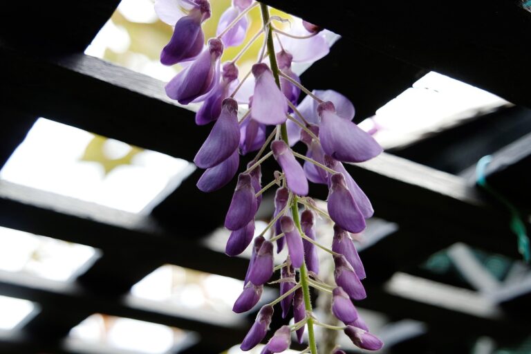 Pergola solida per sostenere un glicine adulto, evidenziando la robustezza necessaria per il suo peso.