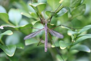 Insetto forbice su una foglia verde nel giardino, evidenziando la sua forma caratteristica.