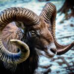 Oroscopo Ariete 2026: immagine che rappresenta l'energia e la determinazione dell'Ariete nel nuovo anno.