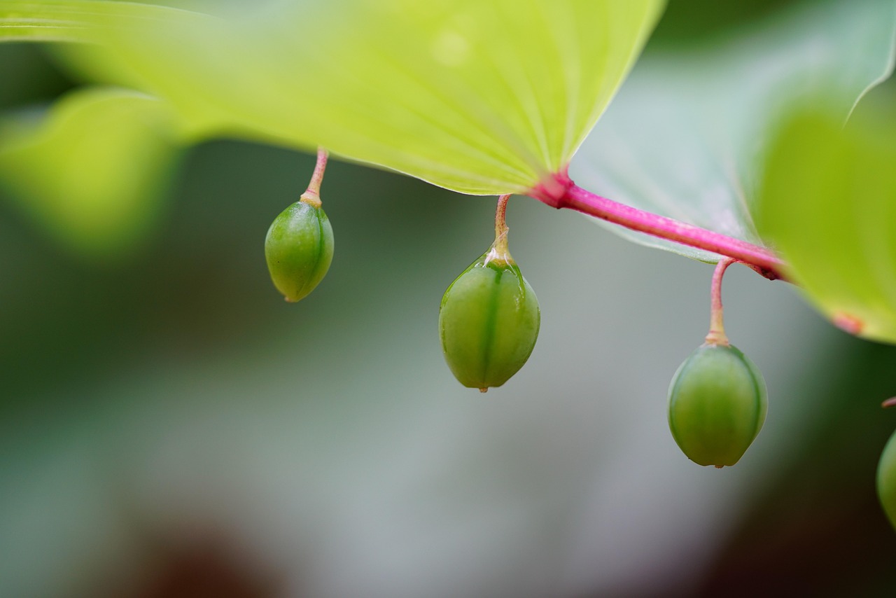 Maca ed Epimedium in BioBoost Gel: ingredienti naturali per energia e benessere.