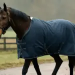 Capacità di assorbimento delle coperte per cavalli: il tipo perfetto per l’inverno senza errori