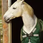Cambio di stagione in scuderia: come controllare coperte e attrezzature prima di riutilizzarle