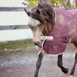 Paddock fangoso in autunno: come riconoscere ristagni e passaggi rischiosi per i cavalli
