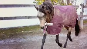 Paddock fangoso in autunno: come riconoscere ristagni e passaggi rischiosi per i cavalli