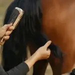 Pulizia quotidiana del cavallo: perché osservare mantello e comportamento è parte della routine ma non sostituisce il veterinario