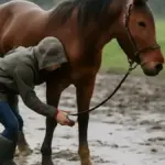 Cavallo al paddock con terreno bagnato: quali aspetti pratici osservare nella gestione degli spazi